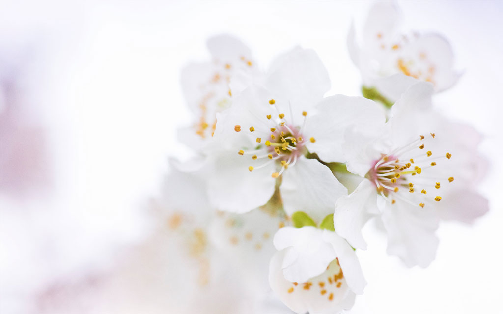 Interesting news about flowers